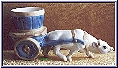Bullock+ Cart