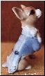 chuahua