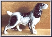 spaniel