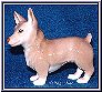 standing corgi