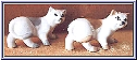 standing cat