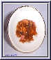 red setter