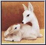 deer+fawn